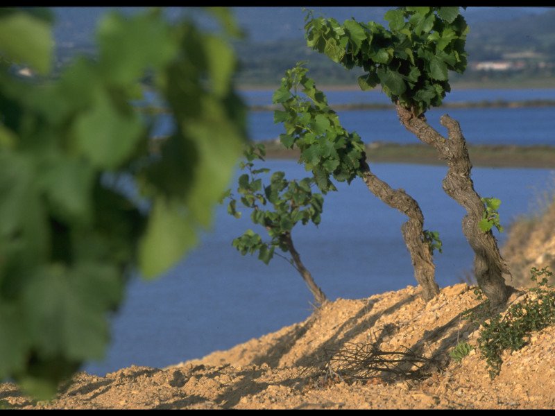 Corbières -2-.jpg