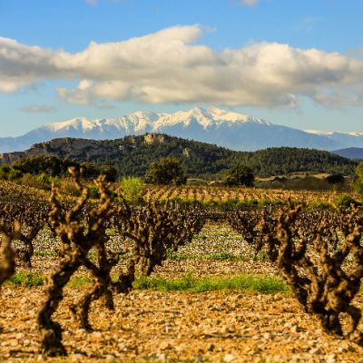 VIgnoble du Roussillon - Roussillon Vineyard